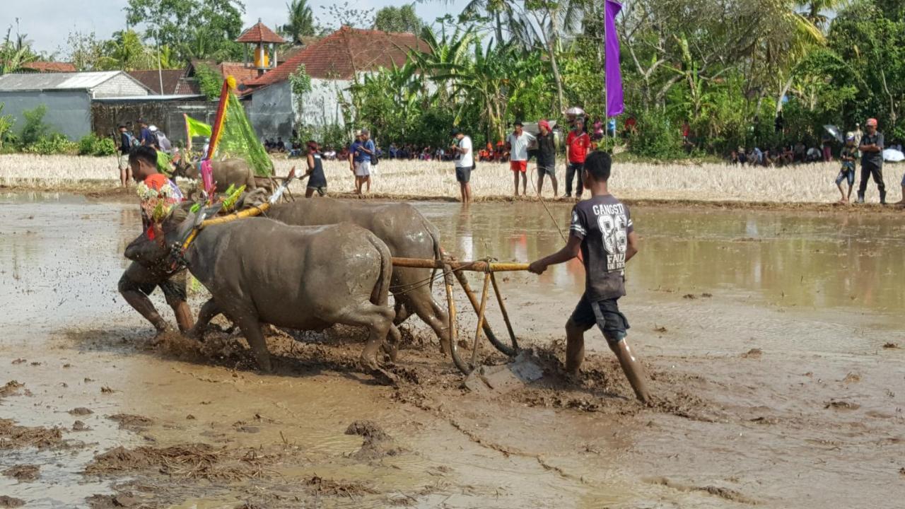 Segara Urip Apartment Negara  Luaran gambar